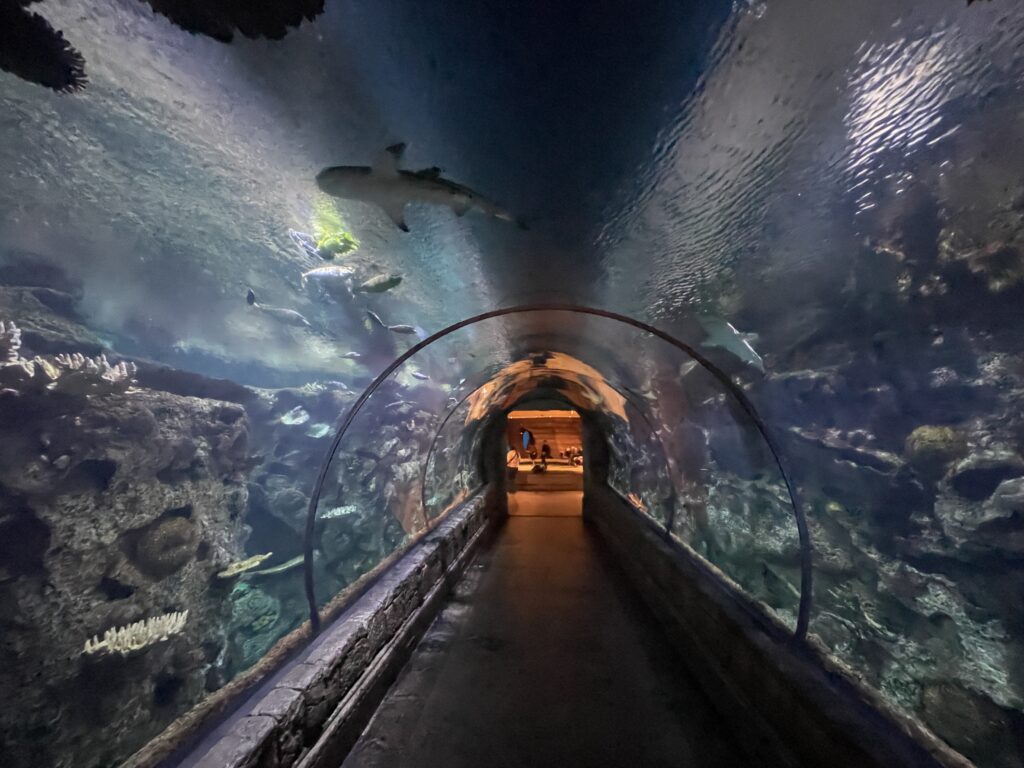 Revisión del acuario Shark Reef: ¡eche un vistazo al interior!