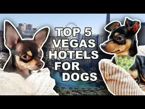 ¿Se permiten perros en los casinos de Las Vegas? (Se admiten perros en Las Vegas)
