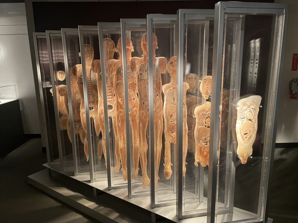 Reseña de Cuerpos… La exposición en Luxor – ¡Echa un vistazo al interior!