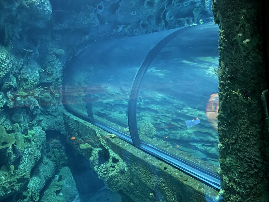 Revisión del acuario Shark Reef: ¡eche un vistazo al interior!