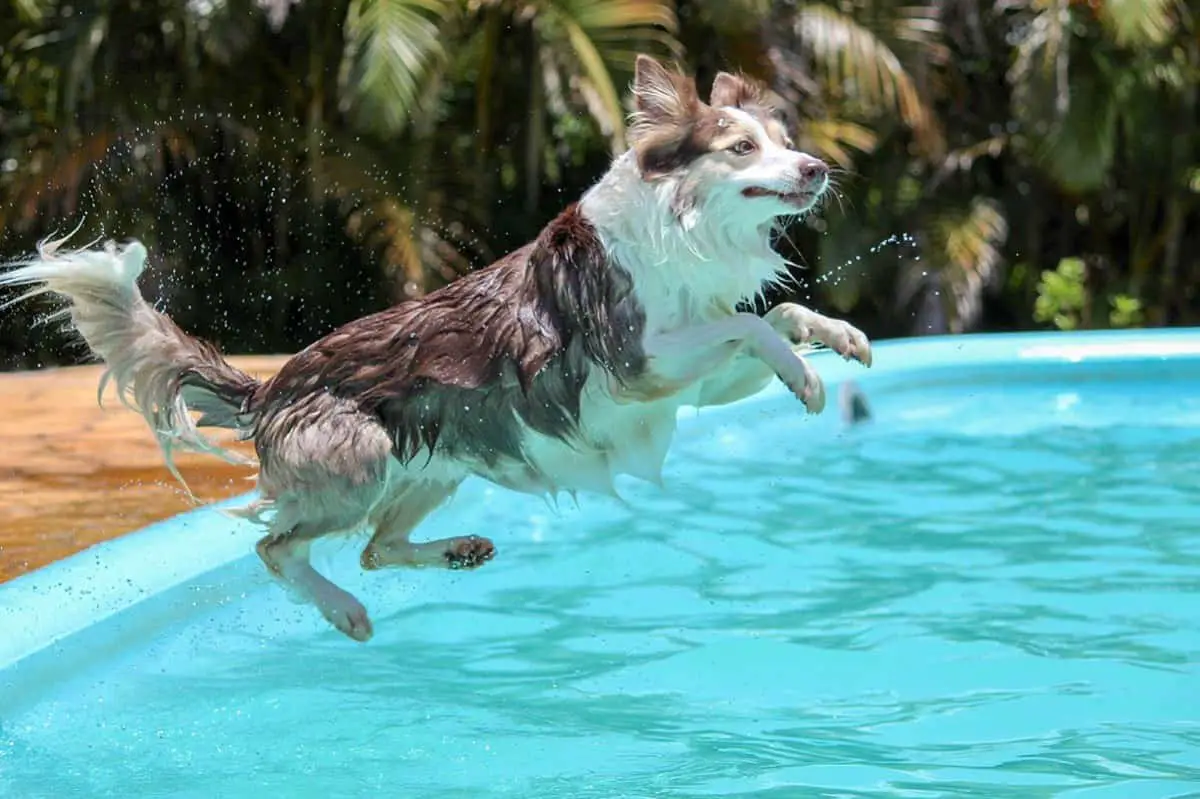 Los 5 mejores lugares para nadar con tu perro en Las Vegas