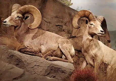 Museo de Historia Natural de Las Vegas