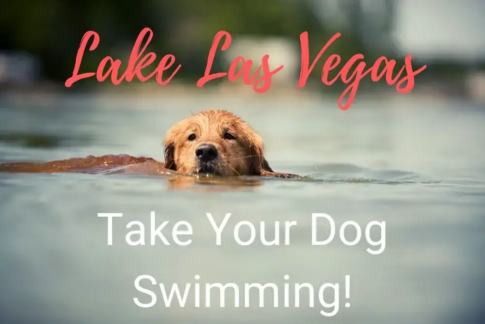 ¡Ve a nadar con tu perro al lago Las Vegas!