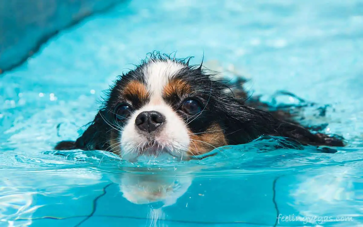 Los 5 mejores lugares para nadar con tu perro en Las Vegas