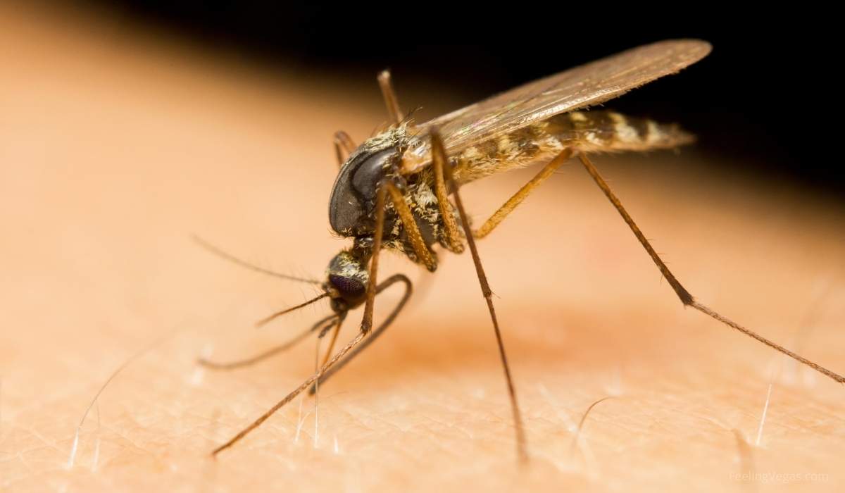 ¿Hay muchos mosquitos en Las Vegas? (contestada)
