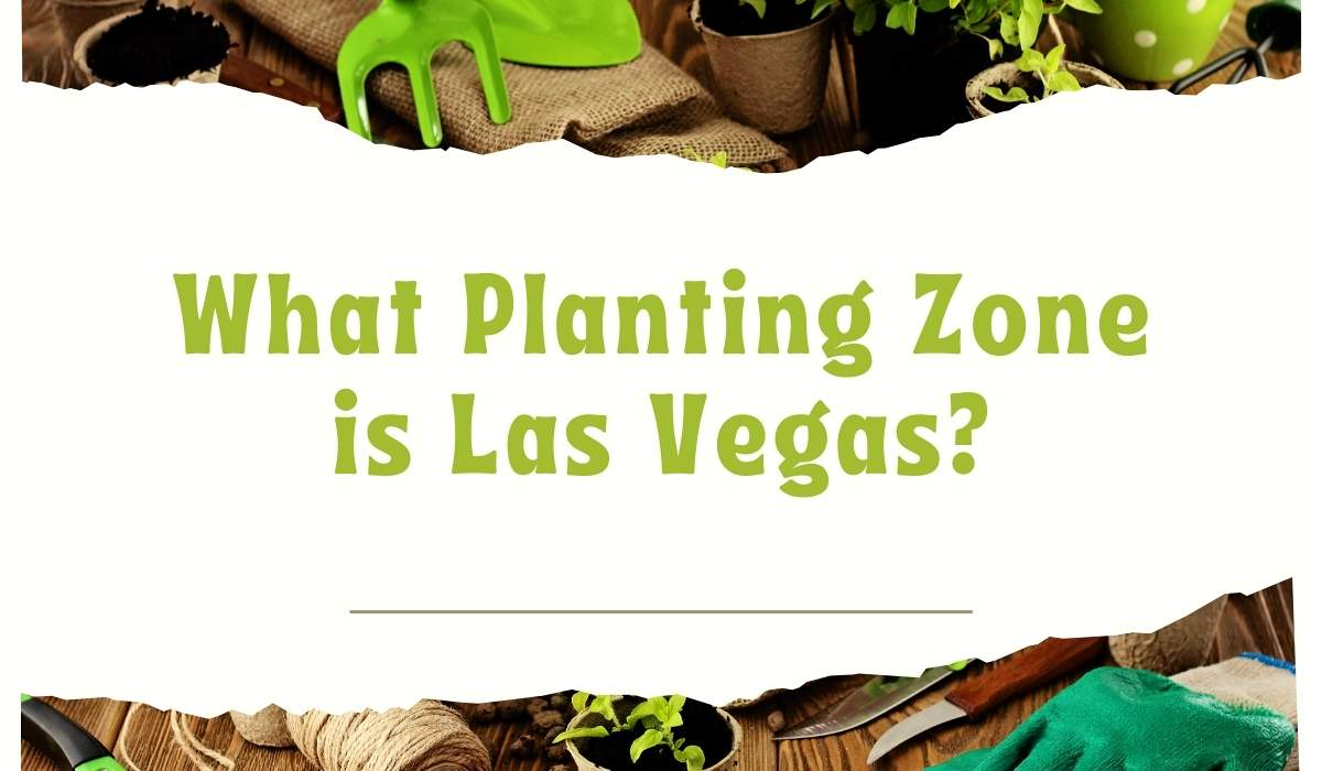 ¿Qué zona de plantación es Las Vegas (explicada)?