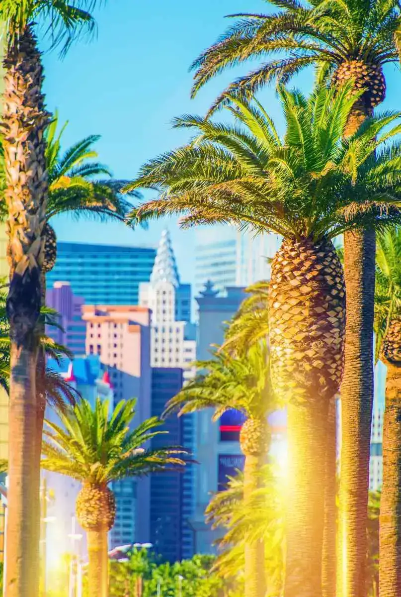 ¿Por qué hay tantas palmeras en Las Vegas? (contestada)