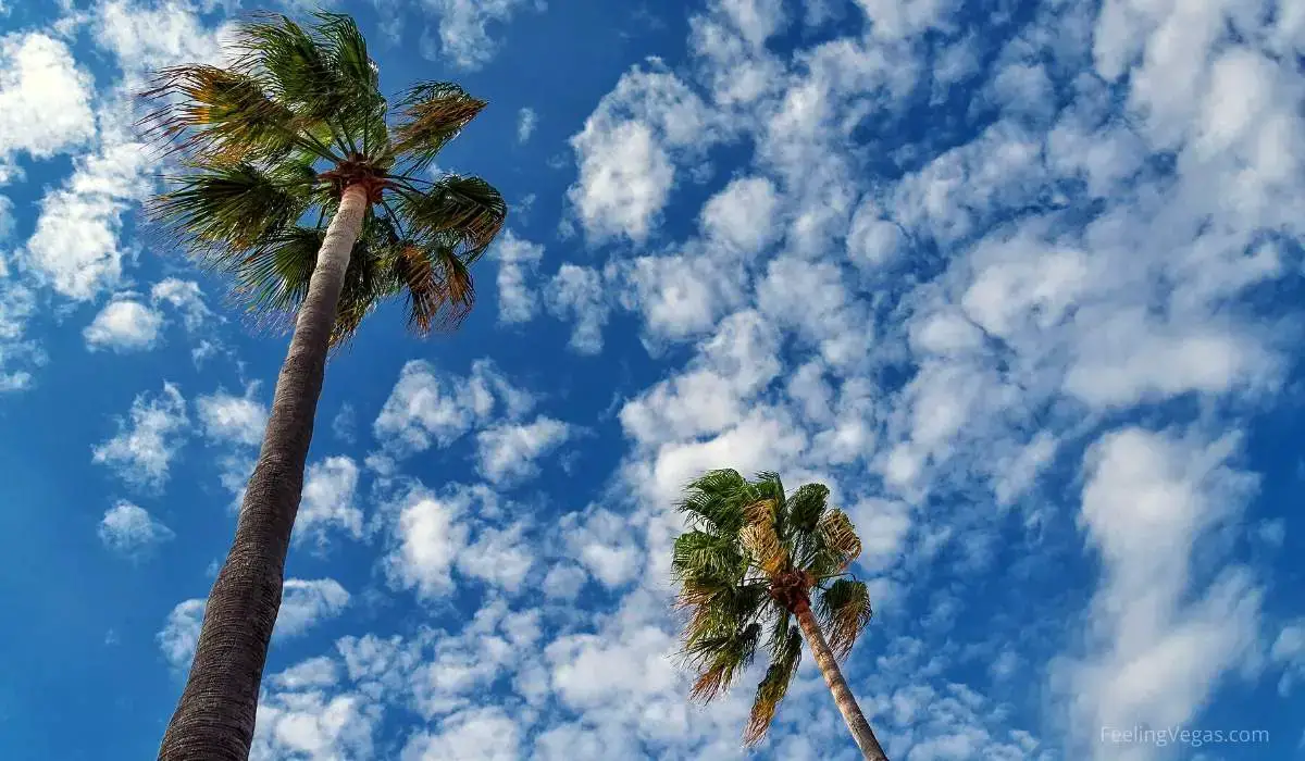 ¿Por qué hay tantas palmeras en Las Vegas? (contestada)