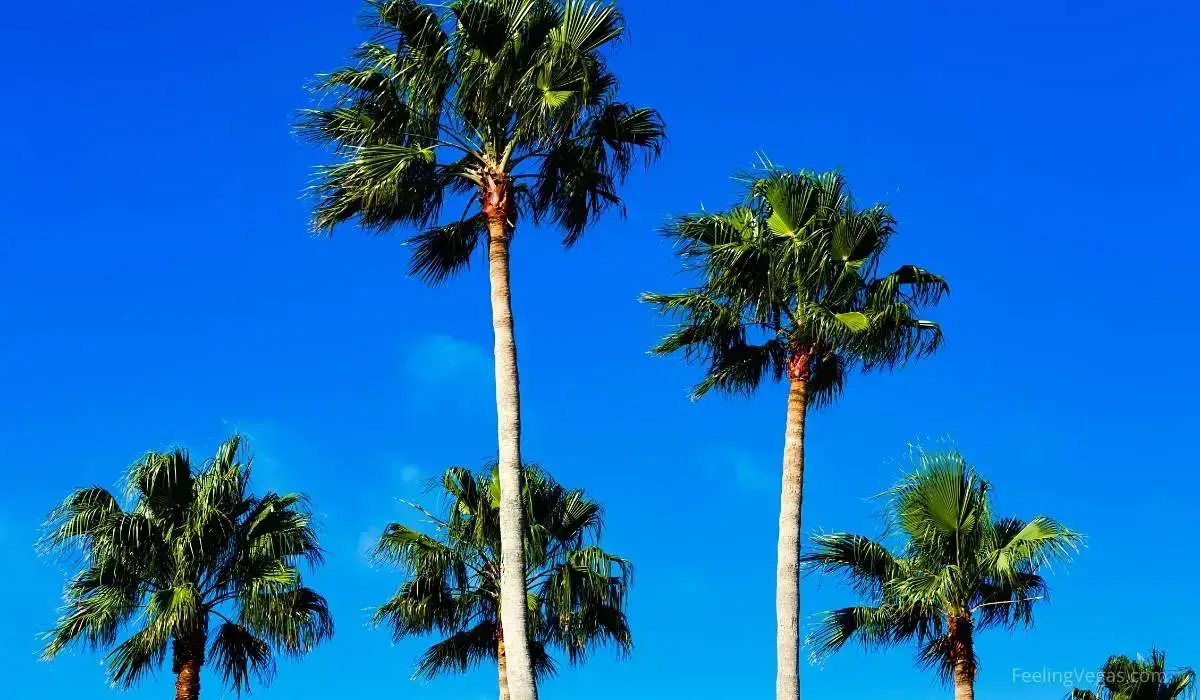 ¿Por qué hay tantas palmeras en Las Vegas? (contestada)