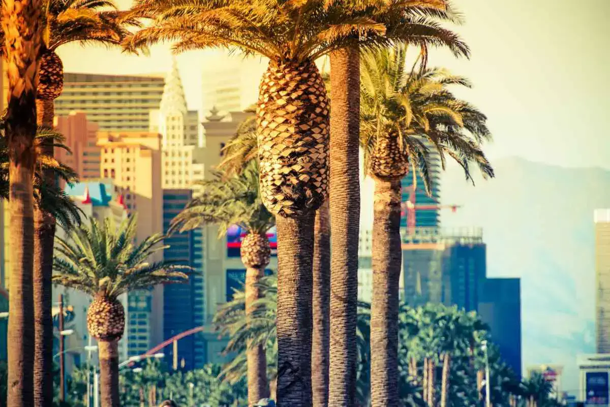 ¿Por qué hay tantas palmeras en Las Vegas? (contestada)