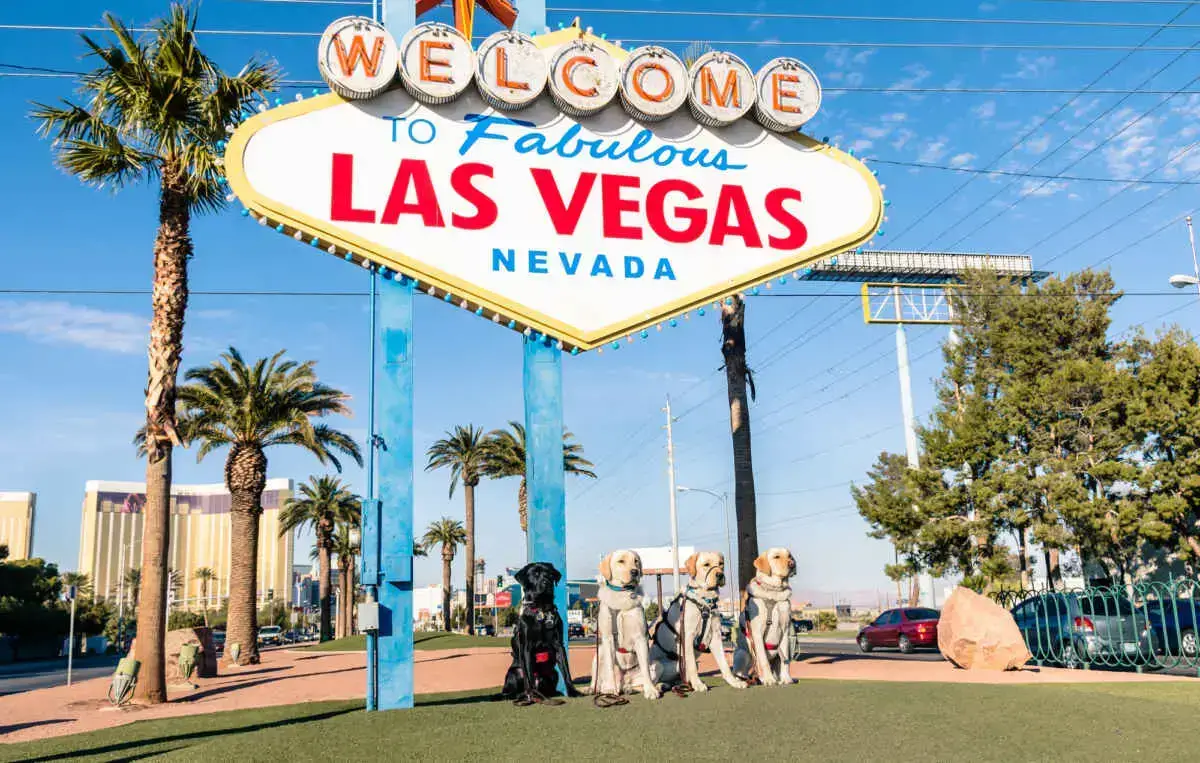 ¿Se permiten perros en los casinos de Las Vegas? (Se admiten perros en Las Vegas)