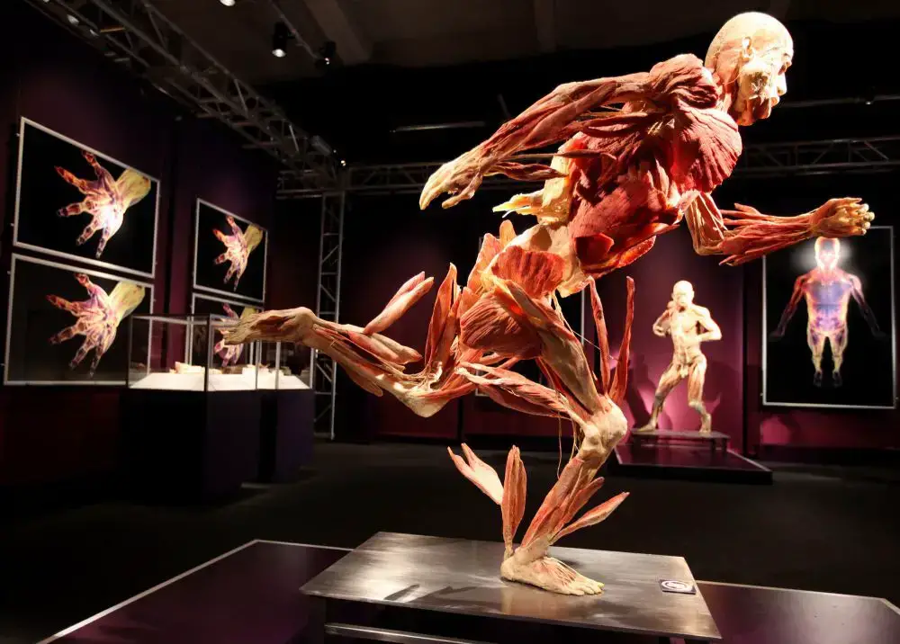 Los 24 mejores museos de Las Vegas (¡geniales, divertidos y extraños!)