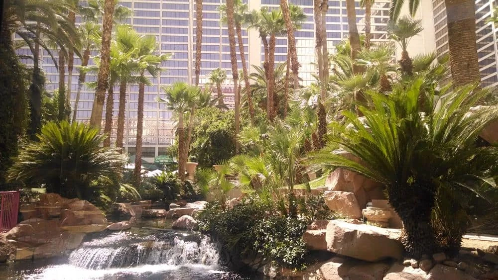 Hábitat de vida silvestre de flamencos en Las Vegas