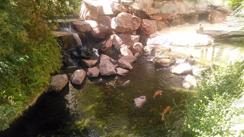 Hábitat de vida silvestre de flamencos en Las Vegas
