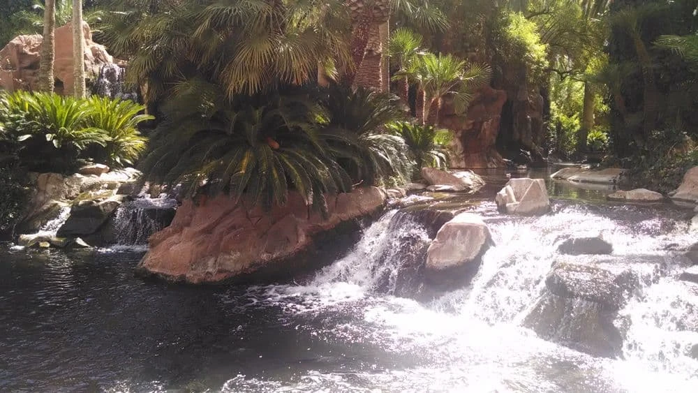 Hábitat de vida silvestre de flamencos en Las Vegas