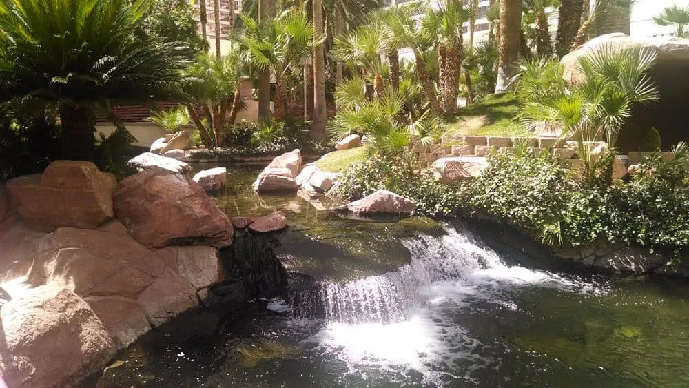 Hábitat de vida silvestre de flamencos en Las Vegas