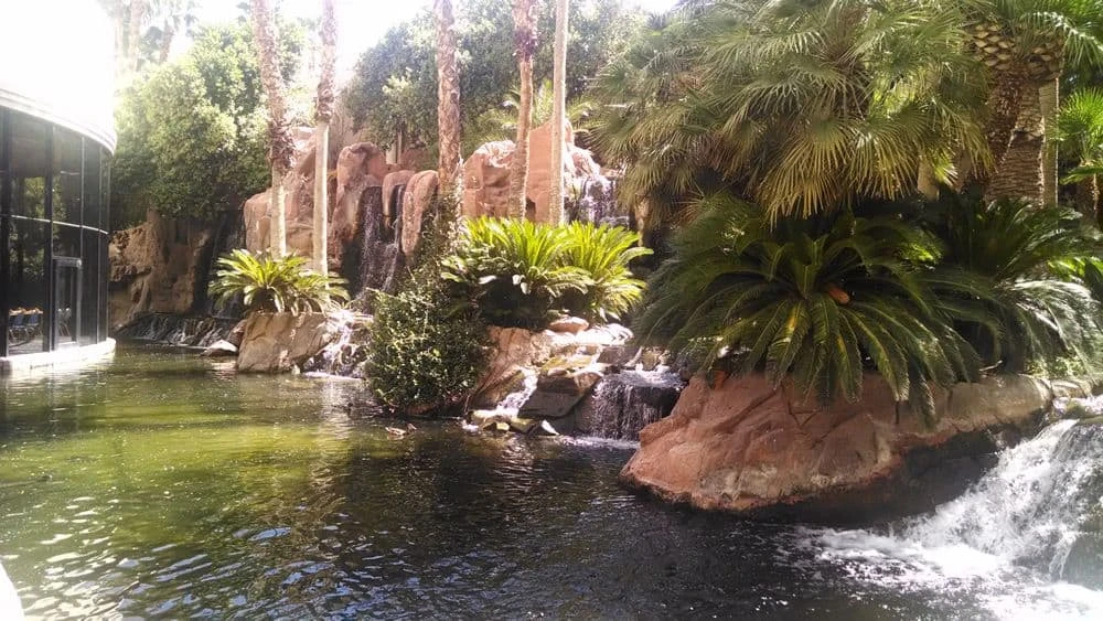 Hábitat de vida silvestre de flamencos en Las Vegas