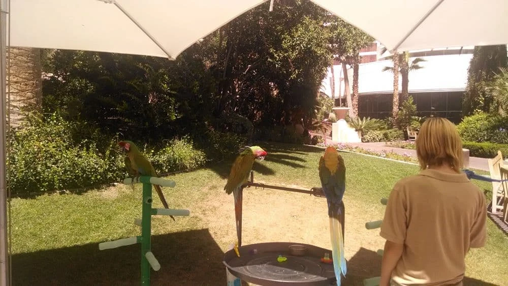 Hábitat de vida silvestre de flamencos en Las Vegas
