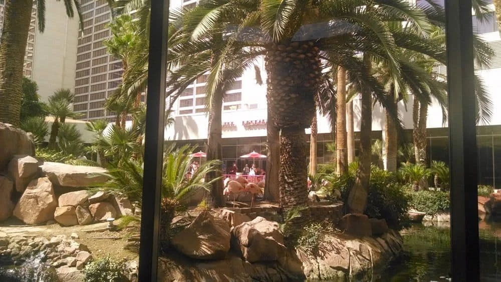 Hábitat de vida silvestre de flamencos en Las Vegas