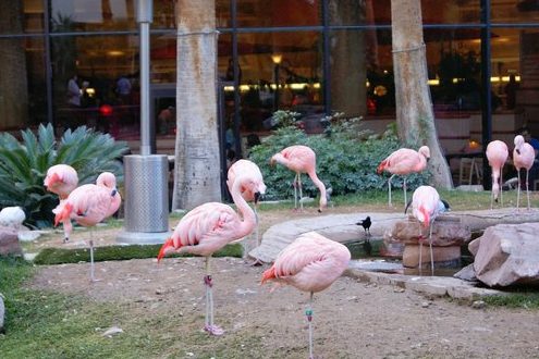 Flamencos reales en el hábitat de vida silvestre: fotografía de Flamingo Las ...