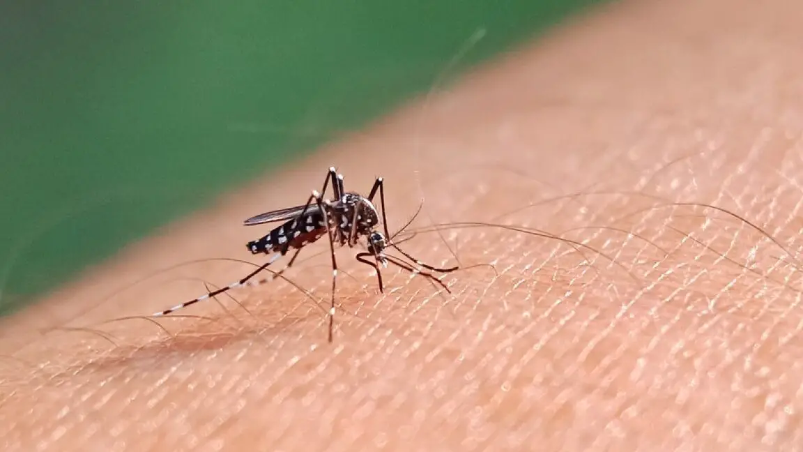 Virus del Nilo Occidental encontrado en mosquitos de Las Vegas