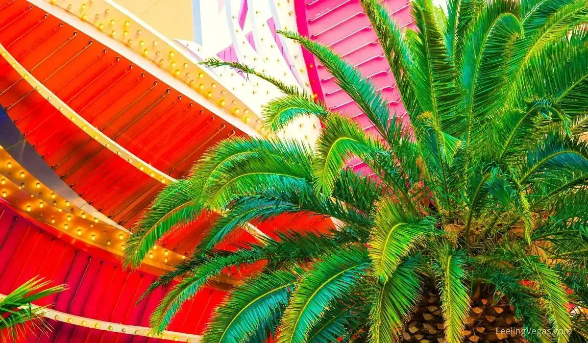 ¿Por qué hay tantas palmeras en Las Vegas? (contestada)